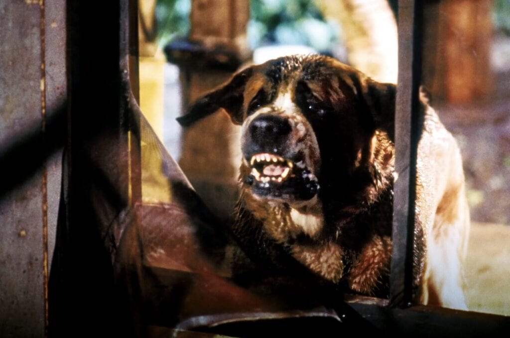 Hunden Cujo (1983) Foto: Warner Bros. Pictures